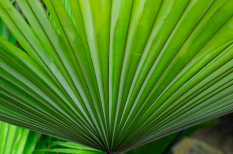 Palm Leaf CloseUp 