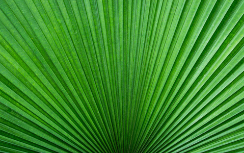 Palm Leaf CloseUp 