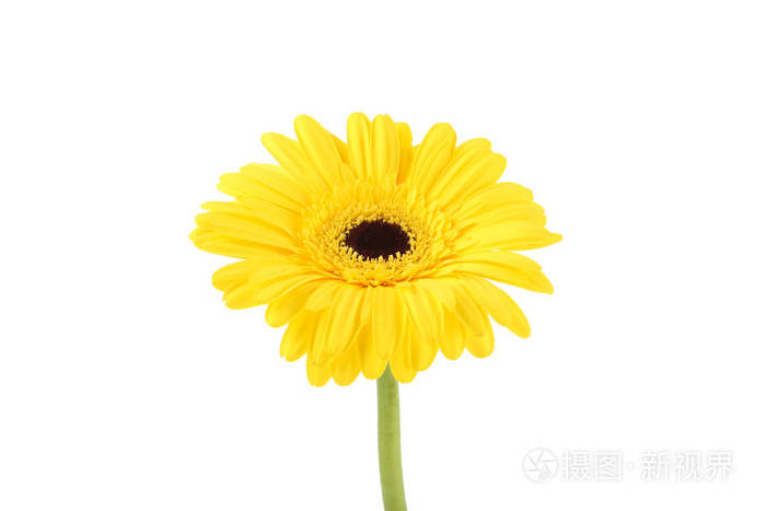 白底非洲菊照片 正版商用图片26tpv3 摄图新视界