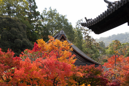 京都 观光 建筑 寺庙 日本人 花园 旅行 旅游业 美丽的