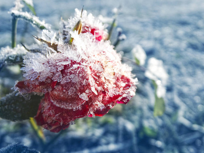 冬季背景与冰镇玫瑰花雪花水晶拍