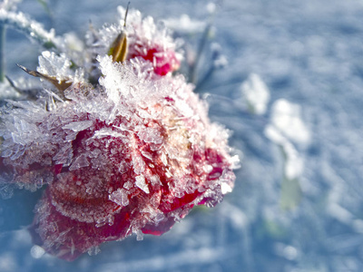 冬季背景与冰镇玫瑰花雪花水晶拍