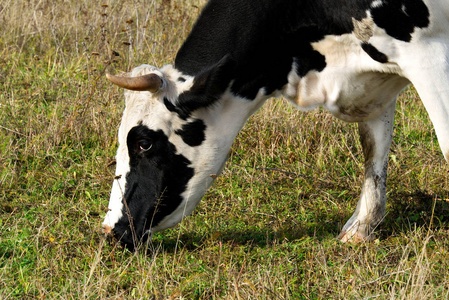 黑白牛在自由草地上吃草