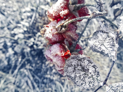 冬季背景与冰镇玫瑰花雪花水晶拍