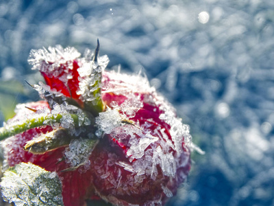 冬季背景与冰镇玫瑰花雪花水晶拍