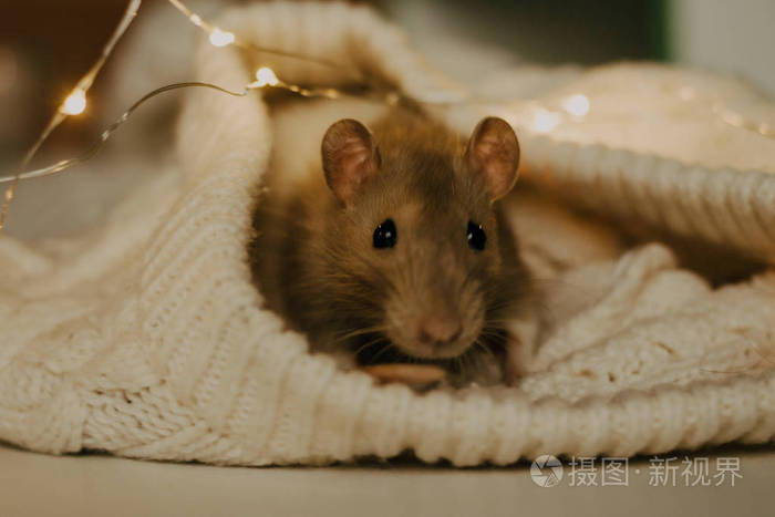 傍晚在花环的灯光下一只身上有褐色斑点的米黄色老鼠从一件米黄色毛衣