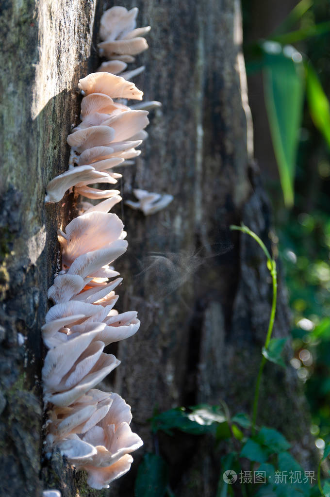 野蘑菇正在散播孢子