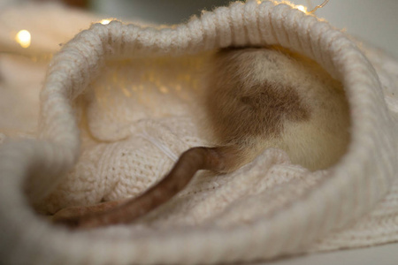 老鼠的尾巴图片