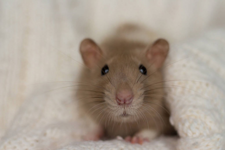 傍晚，米色的老鼠坐在米色格子布上，背景有质感
