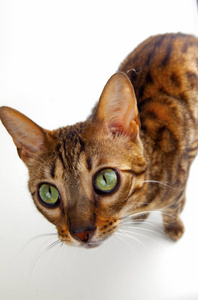 肖像 面对 小猫 哺乳动物 眼睛 动物 耳朵 毛皮 宠物