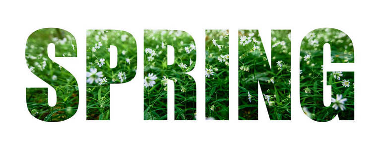 白花背景下的春天图片
