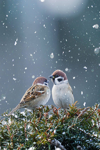 冬天 羽毛 自然 动物 美丽的 北海道 野生动物 麻雀