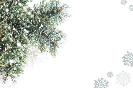 冷杉树枝在特写雪地上孤立着白色的雪花。从上面看。