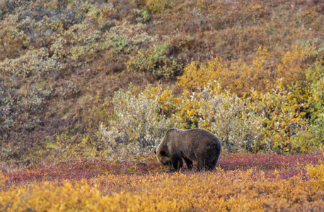 落下 动物 哺乳动物 捕食者 灰熊 阿拉斯加 秋天 荒野