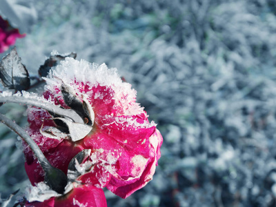 冬季背景与冰镇玫瑰花雪花水晶拍