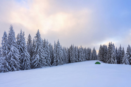 雪下的杉木林图片