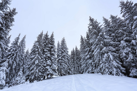 寒冬清晨的风景。在积雪覆盖的草坪上有一条通往群山的踩过的小路。雪堆里的树。森林。欧洲，乌克兰，喀尔巴阡旅游胜地。