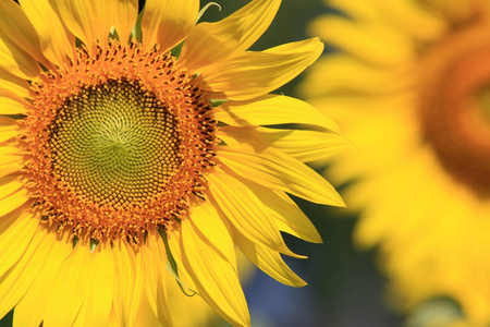 Closeup Beautiful Sunflower with leaf blooming and sunlight, Sun