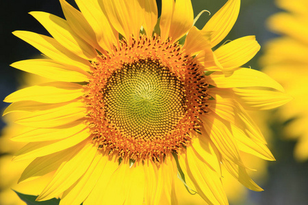 Closeup Beautiful Sunflower with leaf blooming and sunlight, Sun