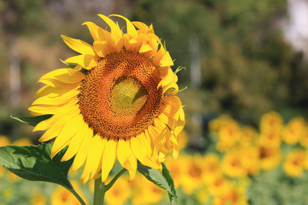 Closeup Beautiful Sunflower with leaf blooming and sunlight, Sun