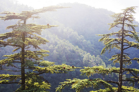 乡村 森林 旅行 旅游业 云杉 风景 小山 环境 美女 木材