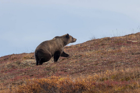 荒野 动物 哺乳动物 灰熊 落下 秋天 野生动物 自然 捕食者