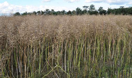 田间成熟的油菜照片