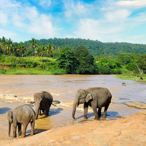 在河里给大象洗澡。斯里兰卡的热带景观。