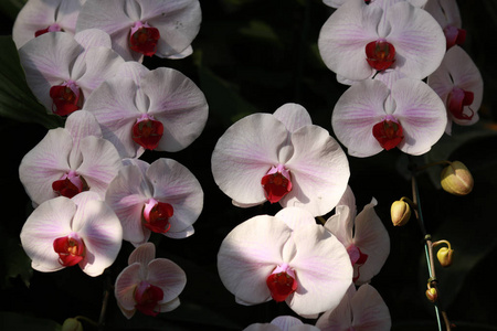 白色粉红色的兰花蝴蝶兰花在花园里，热带花园的花背景，兰花作为花的背景