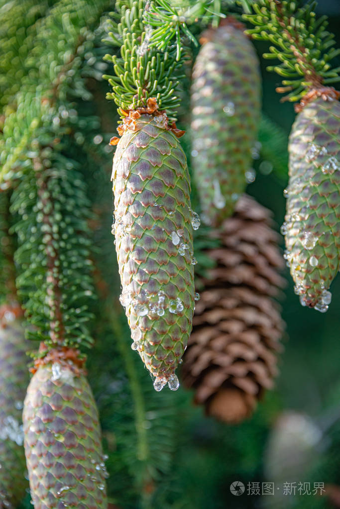 绿色云杉树球果上有树脂,特写,细节照片-正版商用图