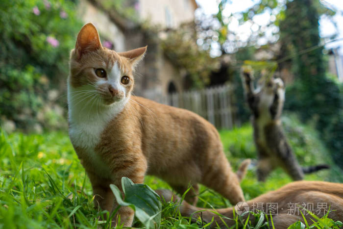 顽皮的猫在花园里玩耍照片 正版商用图片26uiic 摄图新视界