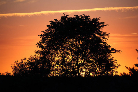 橘色夕阳天空上的黑树剪影