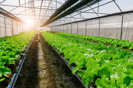 Green Oak Lettuce and Green Cos Lettuce in organic farm 