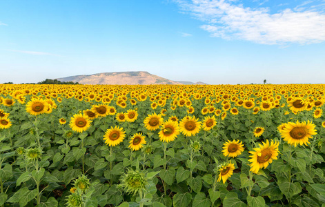 Beautiful sunflower  field on summer with blue sky 