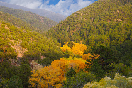 美丽的 树叶 公园 换页 颜色 落下 季节变换 秋天 白杨