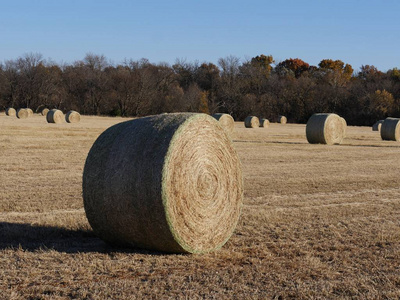 国家 自然 农事 成长 干草 美国 秋天 领域 粮食 草地