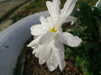 春天 花园 美女 秋天 花瓣 露水 雨滴 浪漫的 夏天 花的