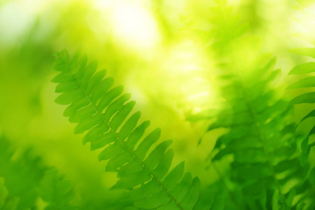 植物区系 园艺 生物学 夏天 阳光 树叶 环境 公园 纹理