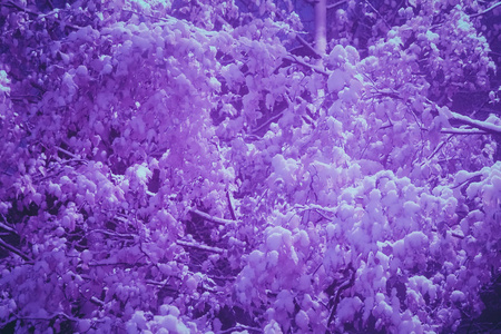 丁香花冬天的样子图片