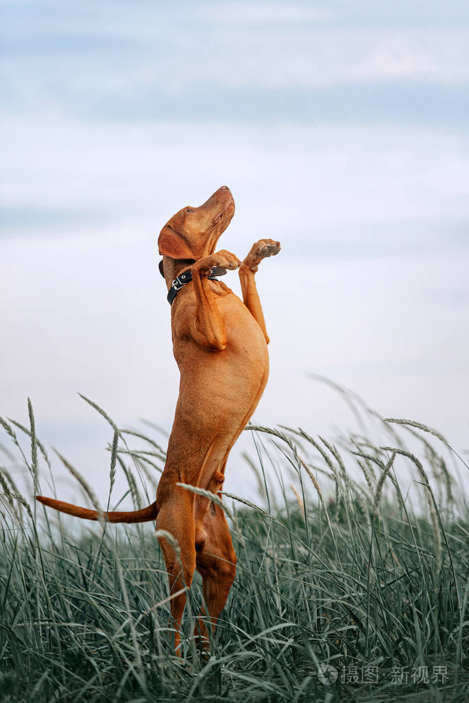 维兹拉狗在夏天跳出户外