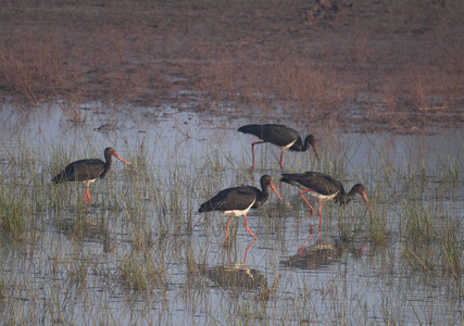 Flock of Black stork fishing 