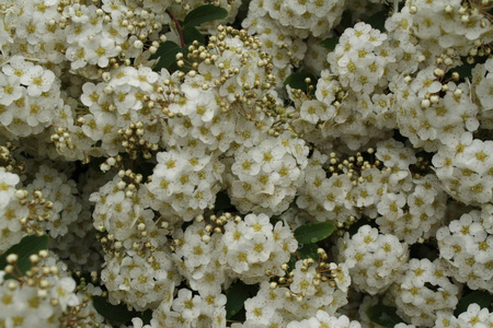 开花 植物 植物学 夏天 自然 春天 花园 植物区系 花瓣