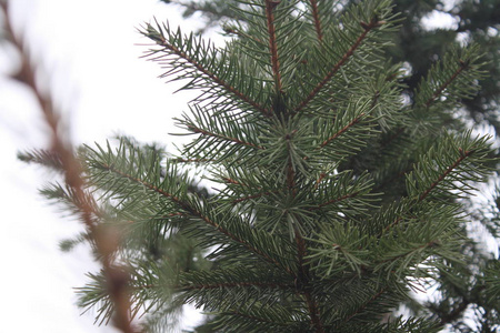 自然 森林 冷杉 特写镜头 圣诞节 分支 木材 植物 云杉