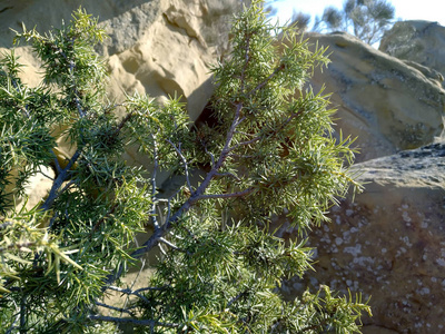自然 环境 森林 岩石 风景 纹理 苔藓 春天 植物 花园
