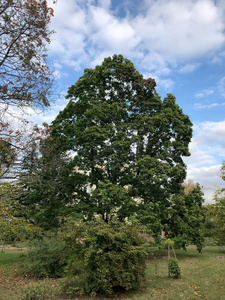 春天 公园 分支 天空 夏天 季节 自然 风景 美丽的 环境