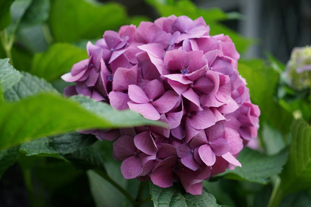 花瓣 紫色 花的 植物 植物学 丁香花 粉红色 园艺 自然