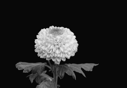 黑白菊花图片 黑白菊花素材 黑白菊花插画 摄图新视界
