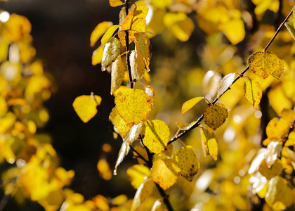 Birch branch 