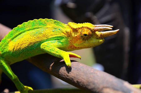 特写画像杰克森角变色龙在树枝上.照片