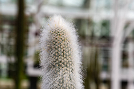 特写镜头，俗称银火炬或羊毛火炬，一种原产于阿根廷和玻利维亚的仙人掌